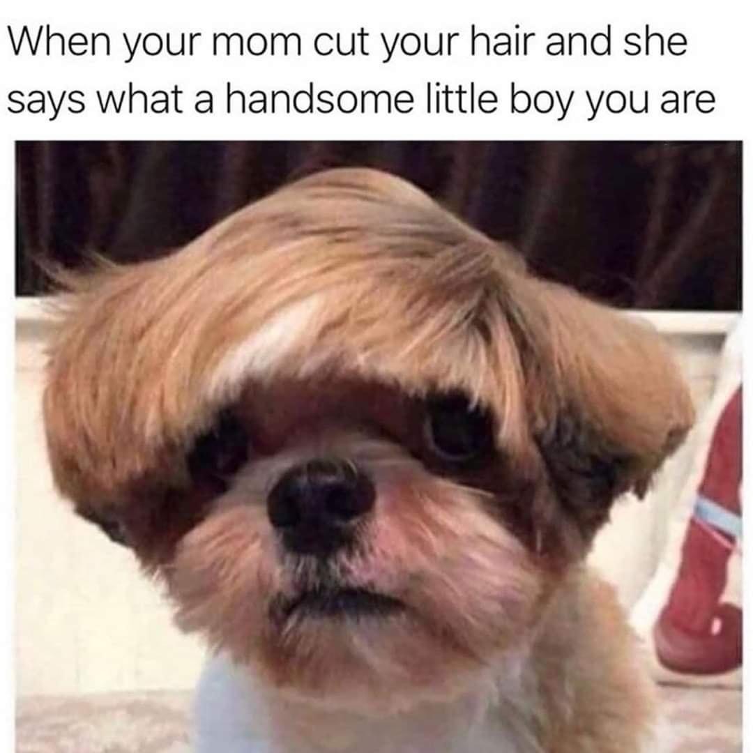 PawsitiveSco's tweet photo. We have all had this haircut

#Torontopets #torontodogs #dogsoftoronto #thisdogslife #earthfocus #pawsitivesco https://t.co/MYjNhMHiXd