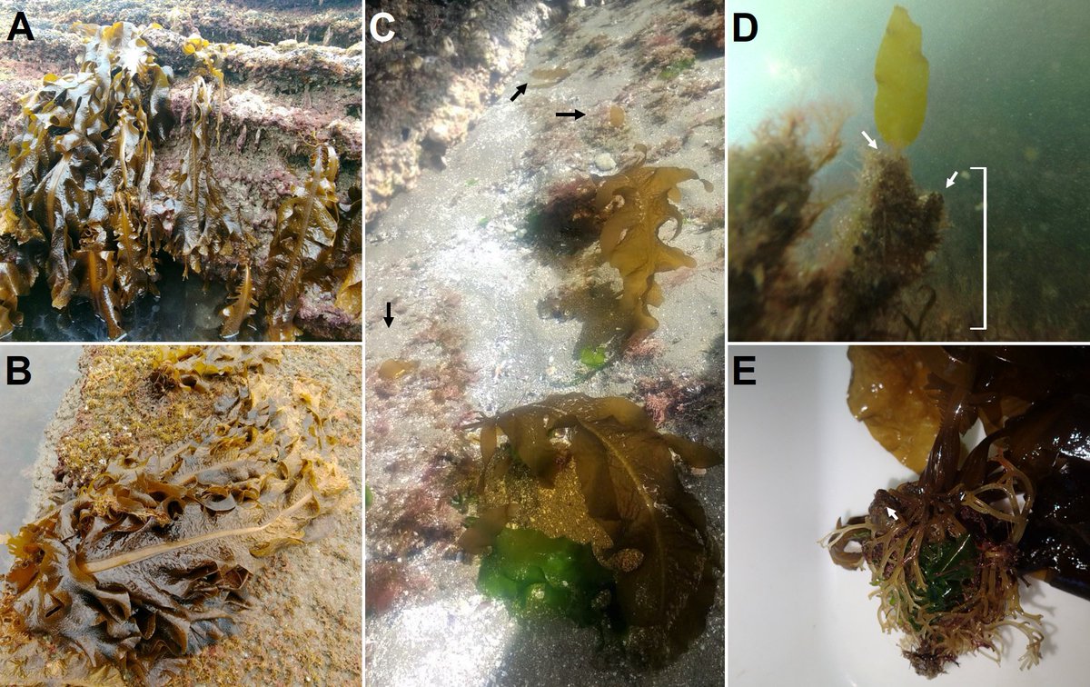 Paula de la Barra (@paudelabarra) on Twitter photo ‼️We found seasonal changes in the facilitation of kelp Undaria pinnatifida by ascidian Styella clava
I'm sooo happy with how this one came out!
Special congrats to lead author <a href="/AndreArcangel1/">Andre Arcangel</a> but also <a href="/Emiliano_A_Rod/">Emiliano Rodriguez</a> <a href="/Pereyranis/">Patricio Pereyra</a> and M. Narvarte.
doi.org/10.3354/meps14… ‼️We found seasonal changes in the facilitation of kelp Undaria pinnatifida by ascidian Styella clava
I'm sooo happy with how this one came out!
Special congrats to lead author <a href="/AndreArcangel1/">Andre Arcangel</a> but also <a href="/Emiliano_A_Rod/">Emiliano Rodriguez</a> <a href="/Pereyranis/">Patricio Pereyra</a> and M. Narvarte.
doi.org/10.3354/meps14…