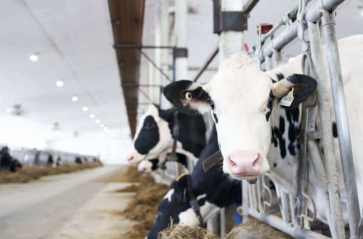 Le programme FARM (Farmers Assuring Responsible Management) met en place des normes élevées de soins animaliers pour les exploitations laitières américaines. Chez Agropur, nous exigeons que tous nos collaborateurs y soient conformes. 

Pour en savoir plus agropur.com/fr/notre-prome…