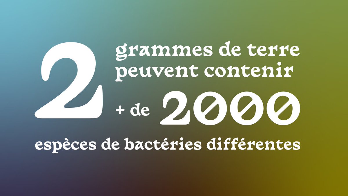 ScienceALaPelle's tweet photo. Le saviez vous ❓

C'est pour cela qu'une cuilère à café (~2 grammes) de terre par échantillon nous suffit pour nos expériences 

#ScienceCitoyenne #SortezLesPelles #SousLesPavésLaScience #AuBoueDesRêves #LesDiggersDeMicrobes #LifeDigging #DropTheMicrobe #EverydayImShoveling https://t.co/L2Y2FB97ee
