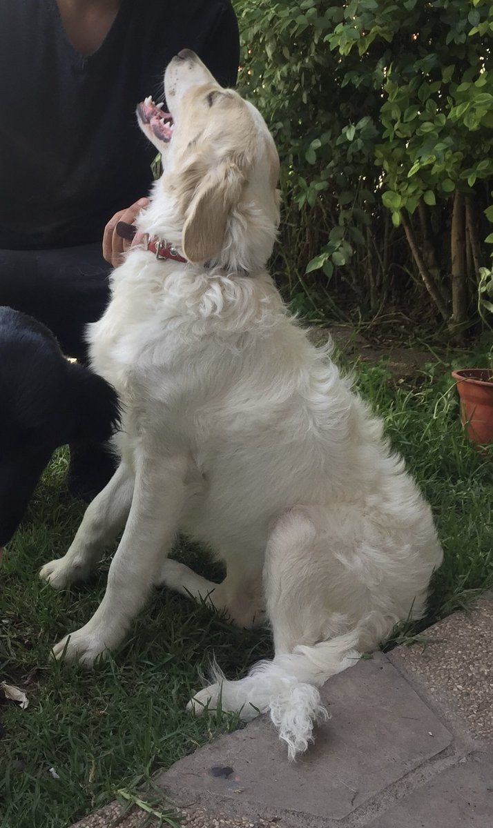 macalila1985's tweet photo. @jananeme @MuchoGustoMEGA Porfavor ayúdenme a difundir, mi perrita se extravió hace dos días en Puente Alto https://t.co/EQVpu5tduf