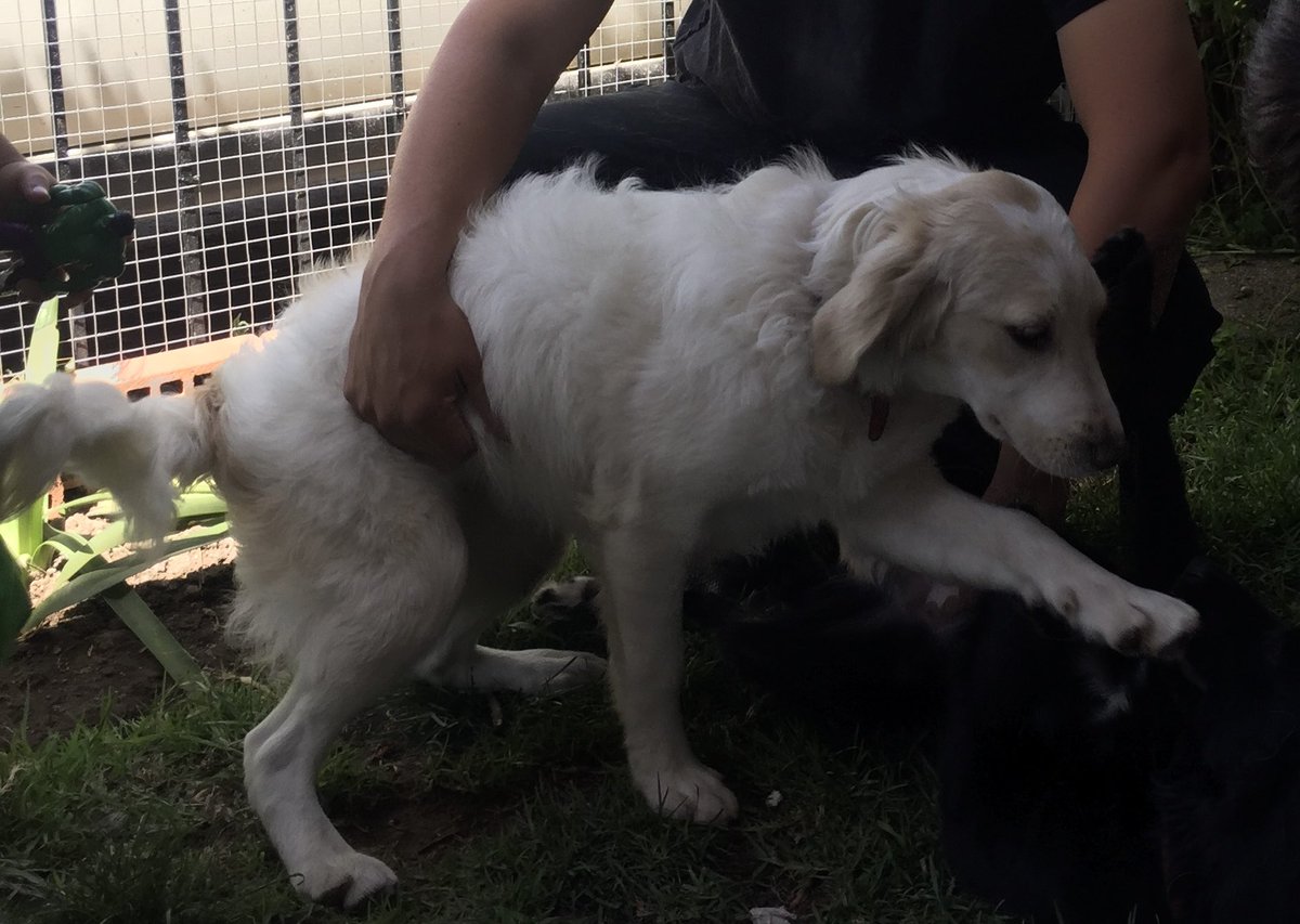 macalila1985's tweet photo. @jananeme @MuchoGustoMEGA Porfavor ayúdenme a difundir, mi perrita se extravió hace dos días en Puente Alto https://t.co/EQVpu5tduf