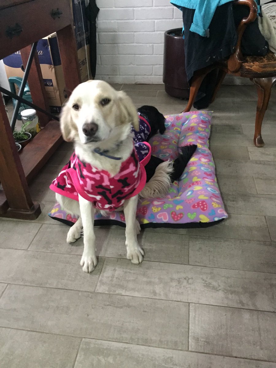 macalila1985's tweet photo. @jananeme @MuchoGustoMEGA Porfavor ayúdenme a difundir, mi perrita se extravió hace dos días en Puente Alto https://t.co/EQVpu5tduf