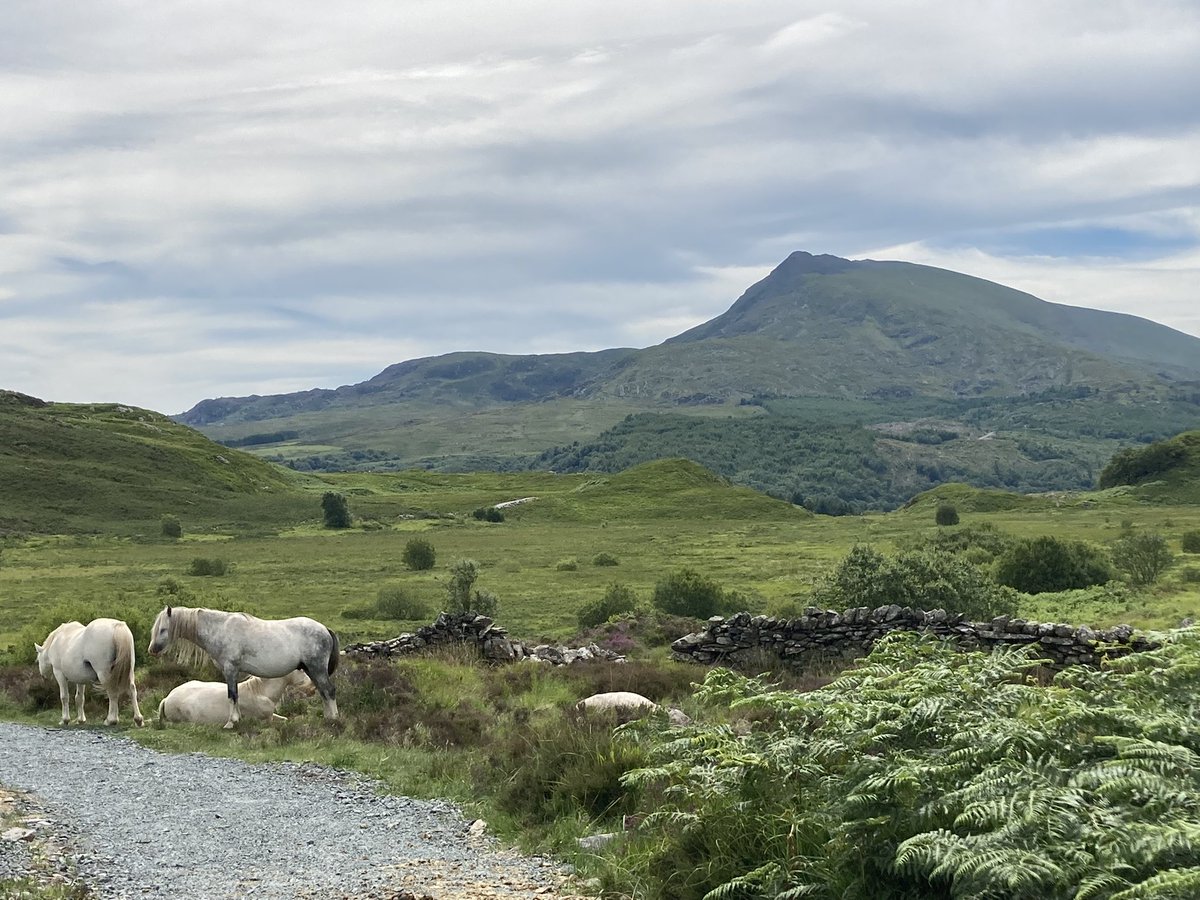 Very enjoyable couple of weeks out on #fieldwork supervising independent studies @DerbyUni students undertaking their #geology #mapping - part 1 #Snowdonia