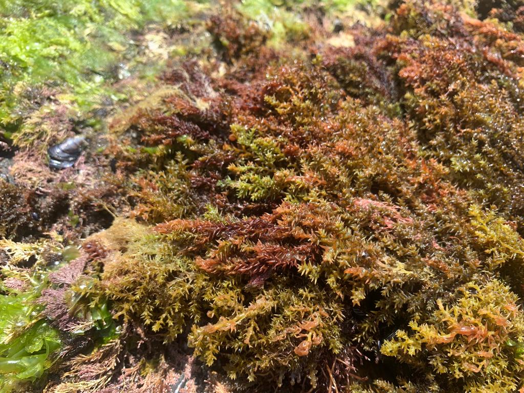 motherofseaweed's tweet photo. This #phycofriday I share how the last #heatwave affected the intertidal #Cystoseira s.l.(Ericaria selaginoides). Only specimens from its upper intertidal edge and lying on the top of the canopy looked "burnt". Healthy individuals appear yellow/greenish #seaweeds #marineforests https://t.co/D33lZkIgl5