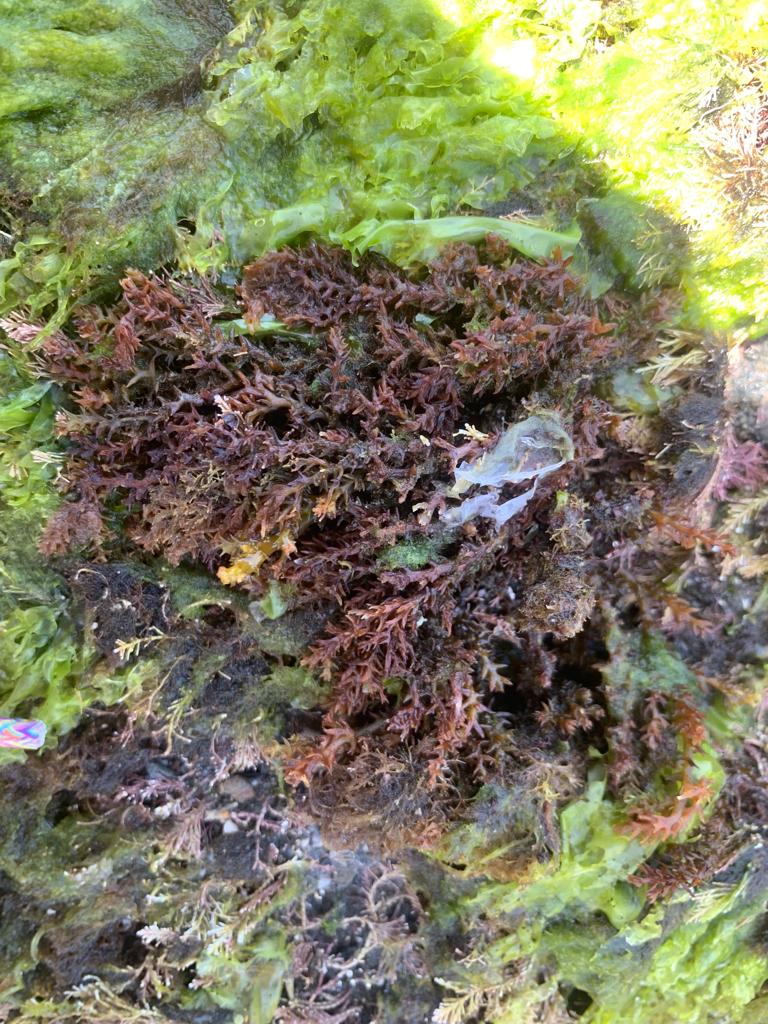 motherofseaweed's tweet photo. This #phycofriday I share how the last #heatwave affected the intertidal #Cystoseira s.l.(Ericaria selaginoides). Only specimens from its upper intertidal edge and lying on the top of the canopy looked "burnt". Healthy individuals appear yellow/greenish #seaweeds #marineforests https://t.co/D33lZkIgl5