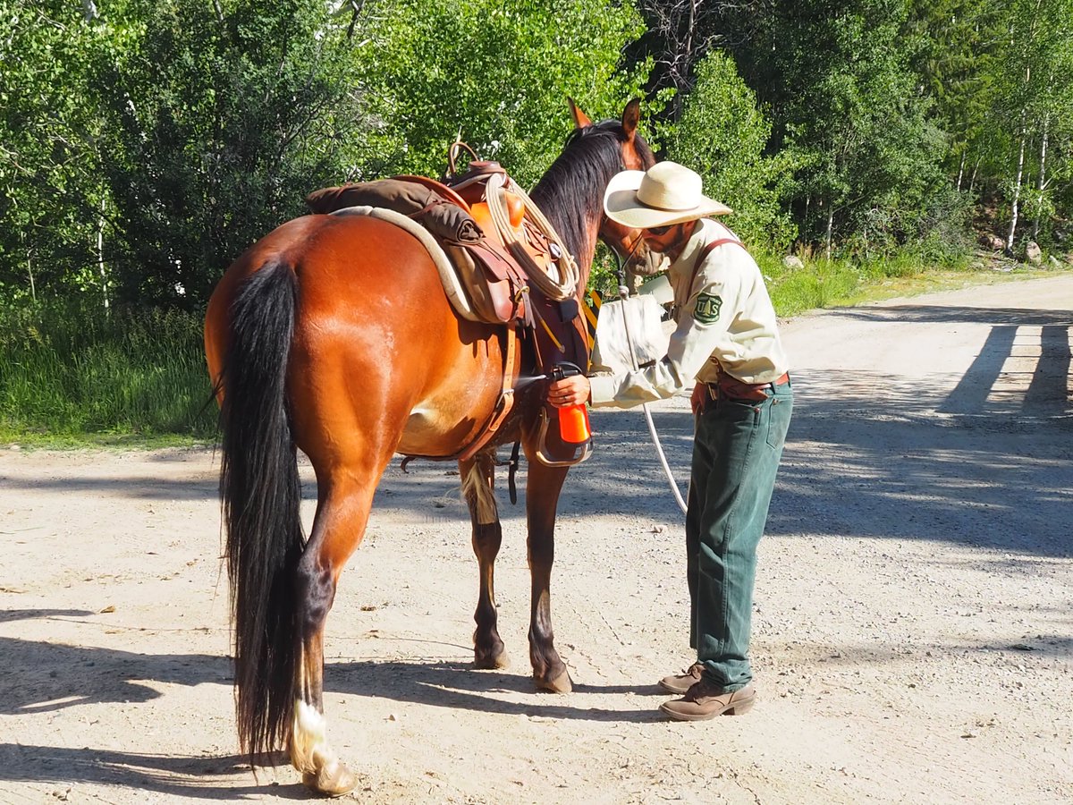 ShoshoneNF's tweet photo. Last week the Shoshone Specialty Pack String helped the @WhiteRiverNews w/1000lbs of material for a wilderness bridge rebuild! This week, it is removing avalanche debris on the @SanJuanNF! Pics courtesy of Elaine Collins #StockSaturday @forestservice @USFSRockyMtns https://t.co/E30b4ctQmE