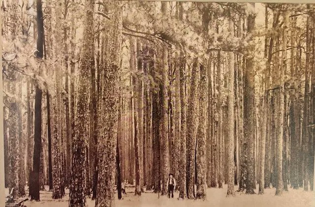 MoneyHill1's tweet photo. When the Goodyear brothers came down to these parts, it was like a "Wild West" pioneer novel. #VirginPineForest blanketed the land for miles in every direction. Before Great Southern Lumber Co came in with Mills and Rails, logging was done with Oxen and Wagons.

#FoundersStory https://t.co/6XgKxYKdGS