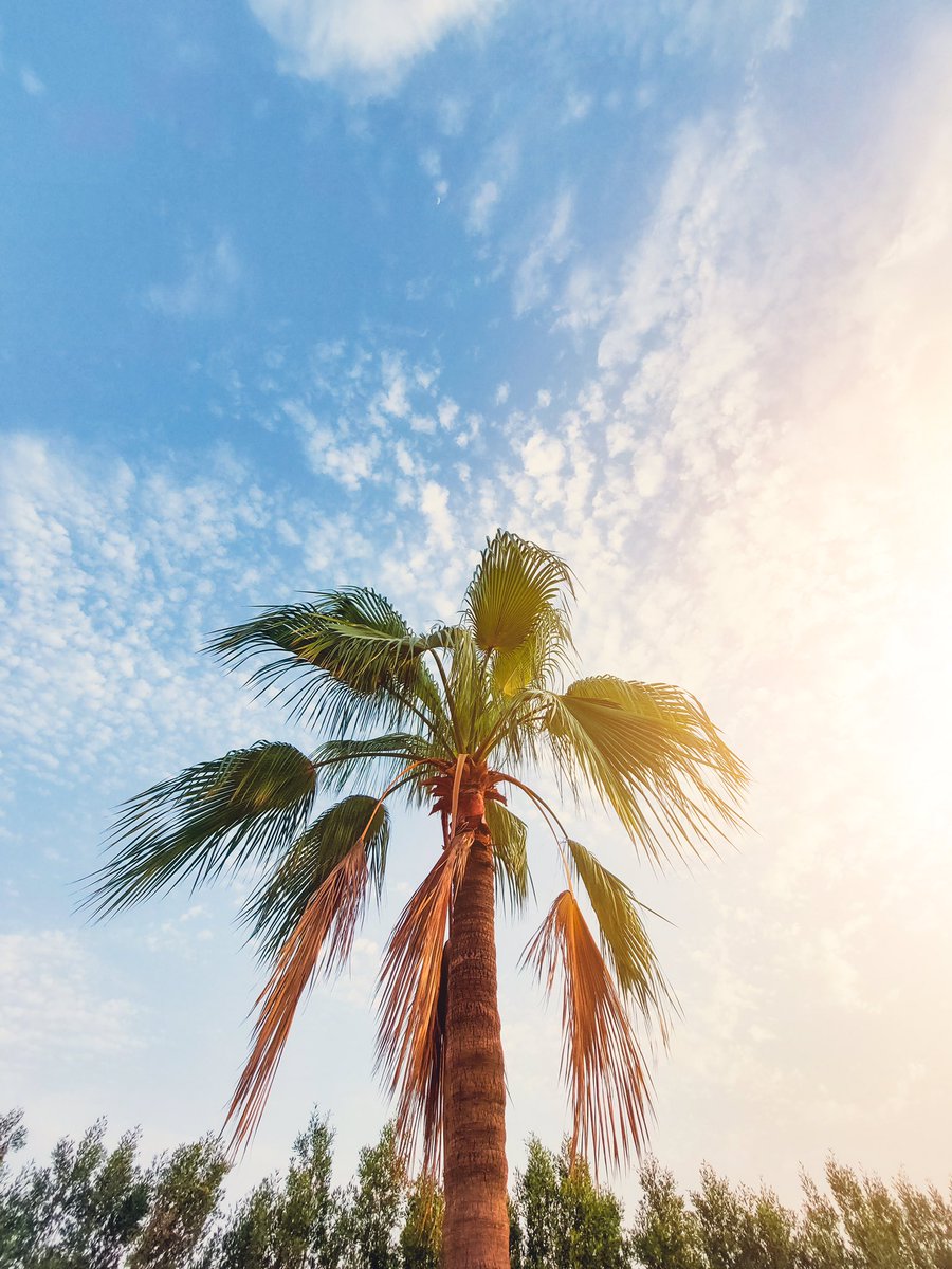 jaber_aburshaid's tweet image. بعض الصور لممشى الحوامل في #راس_تنورة من تصويري بجهاز #Samsung #a52s ، والتعديل ب3 برامج #lightroom #LD #snapseed ،،، ان شاء الله تعجبكم الصور 
#jaber_aburshaid #جابر_أبورشيد #رحيمة