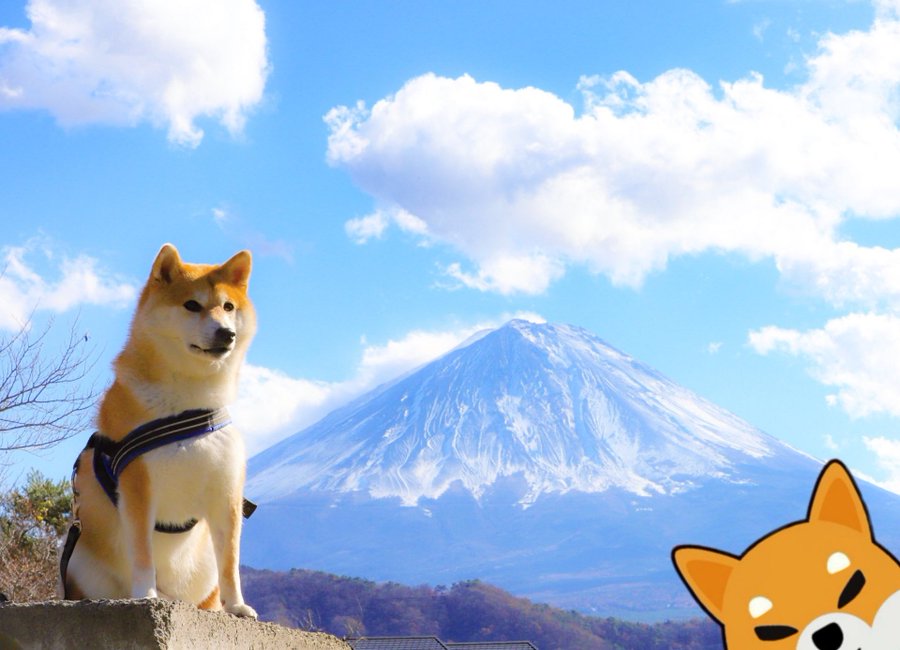 <a href="/CryptoArmy555/">Infinite | CRYPTO ⛓️</a> <a href="/ShibSpain/">Shib Spain</a> We ❤❤❤❤ $SHIB #SHIBARMY #SHIBARMYSTRONG