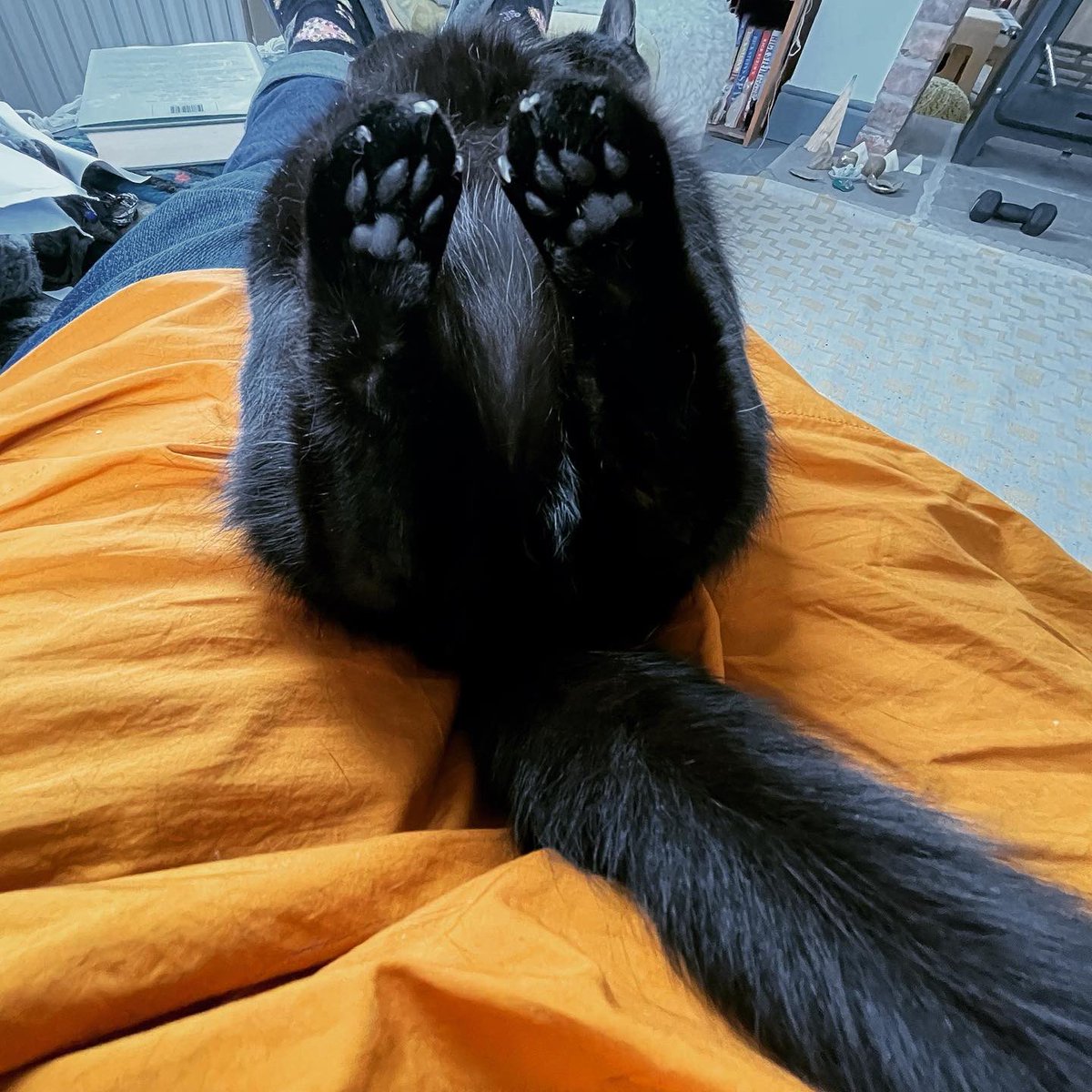 generalistjo's tweet photo. Tiny Lola is very relaxed #cats #blackcats #cattoes #toebeans #toebeans๐พ https://t.co/nJZDtvSdsA