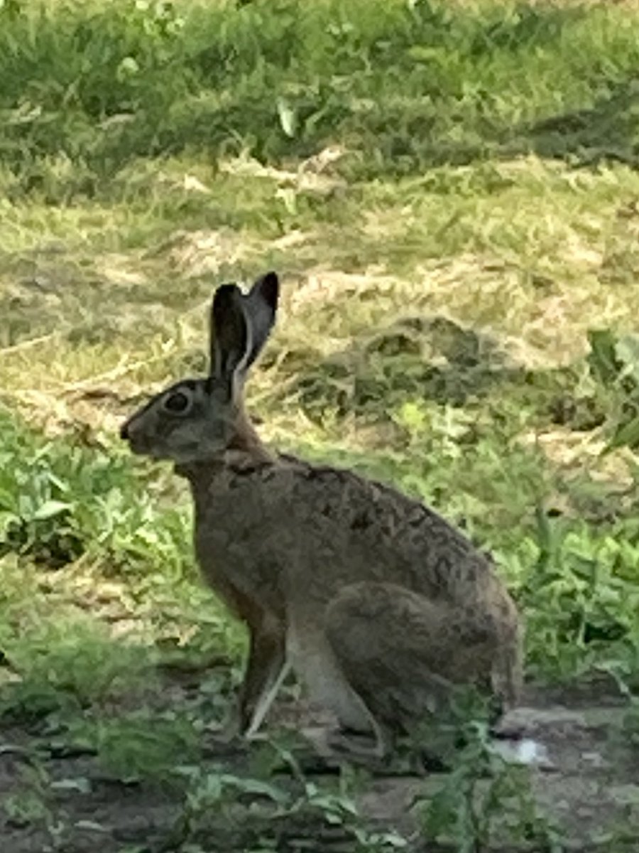 RT @DNThomas01: #helsinki hares still make me stop & stare https://t.co/mvXcKiccJD