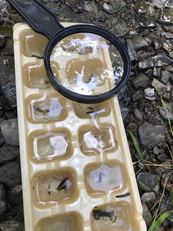 midsusriver's tweet photo. Check out some photos and a recap from yesterday's Waterway Exploration Training (WET) program at the Montour Preserve where 35 kids and family members engaged with our aquatic resources via a rotation through three stations: https://t.co/rbwkmQLwo3 https://t.co/uBrz7jxbix
