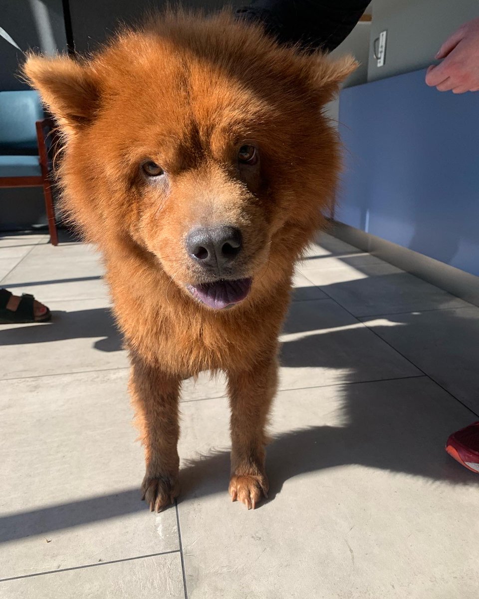 FOUND DOG: In Overbrook Philly 19131 area near <a href="/manncenter/">The Mann Center</a>! Female Red Chow Chow. If anyone knows her or the owner please let us know. We have contact info for finder. Found reports to local shelters have been filed.