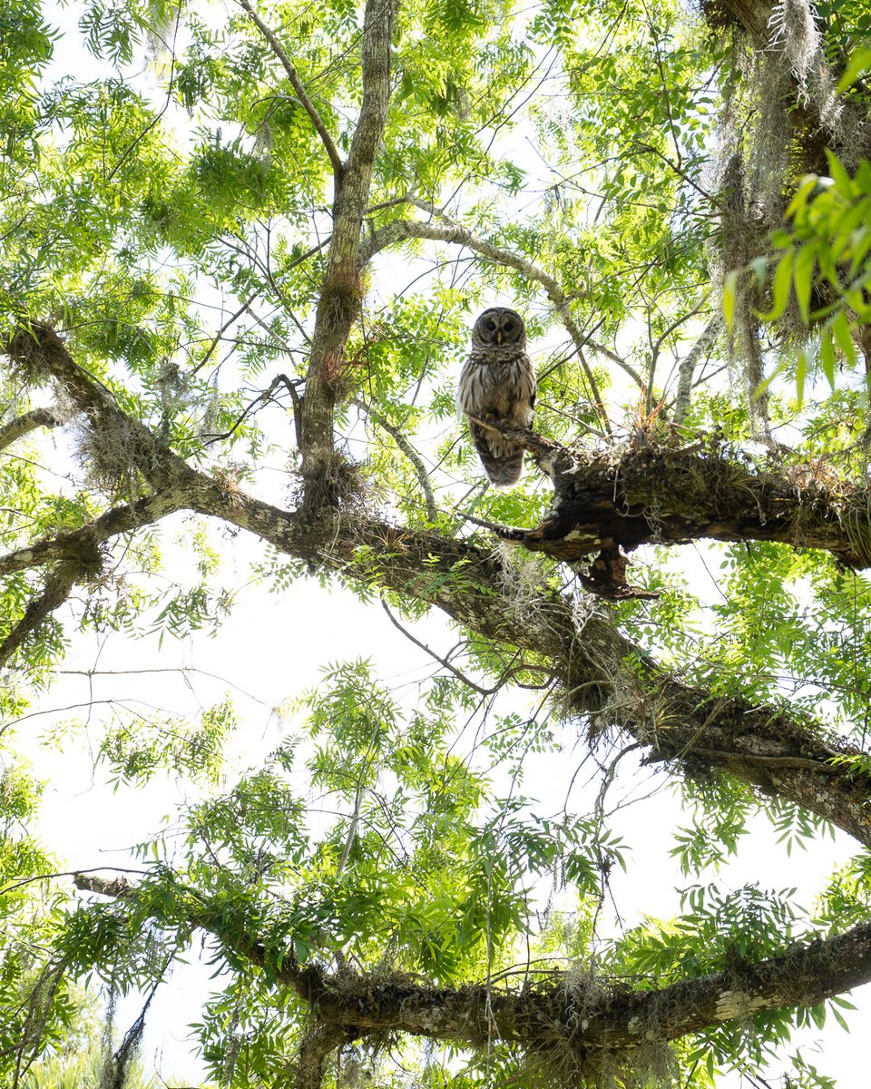 Branjakee's tweet photo. One of my favorite animals ☺️ #owls https://t.co/XP5Im2cgvJ