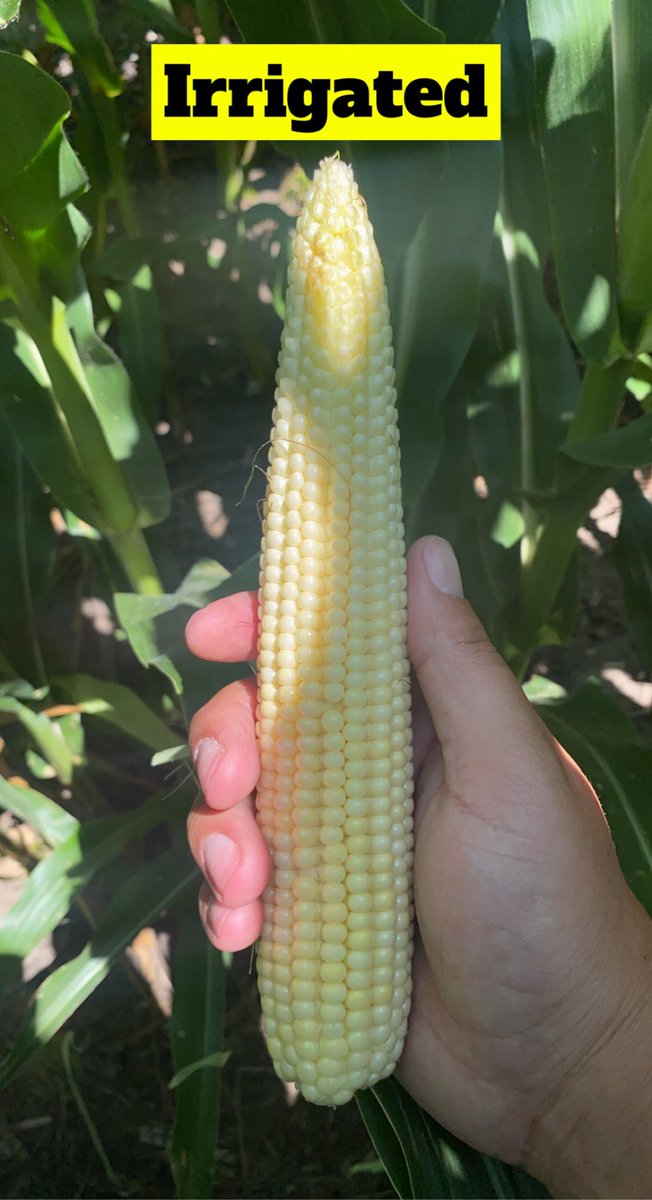 VarietyAg's tweet photo. Well it’s been hot and dry in SE Nebraska the past 2 weeks so this is the perfect #fieldcheckupfriday to highlight one of our DroughtGaurd products 214-78VT2! This hybrid can be #placedtopreform on both dry land and irrigated! It’s a fan favorite and one we love to watch! https://t.co/Pc65f5cbs5