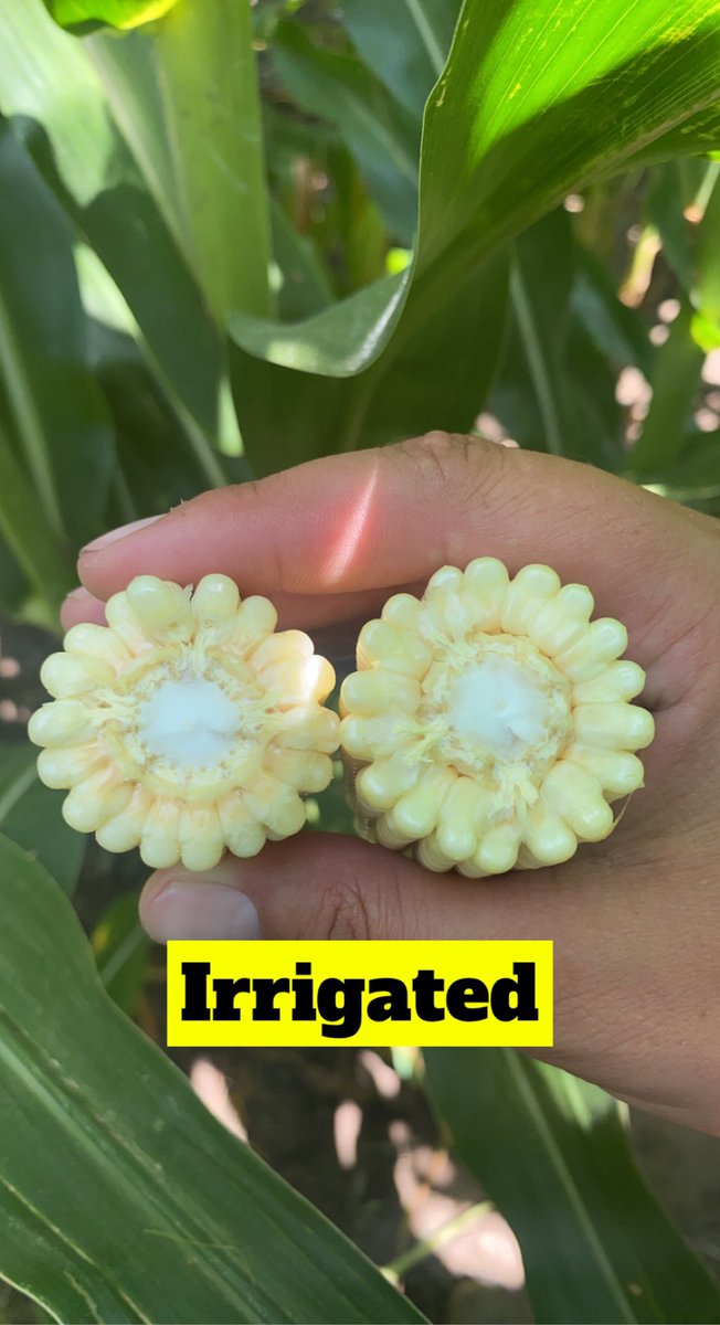 VarietyAg's tweet photo. Well it’s been hot and dry in SE Nebraska the past 2 weeks so this is the perfect #fieldcheckupfriday to highlight one of our DroughtGaurd products 214-78VT2! This hybrid can be #placedtopreform on both dry land and irrigated! It’s a fan favorite and one we love to watch! https://t.co/Pc65f5cbs5