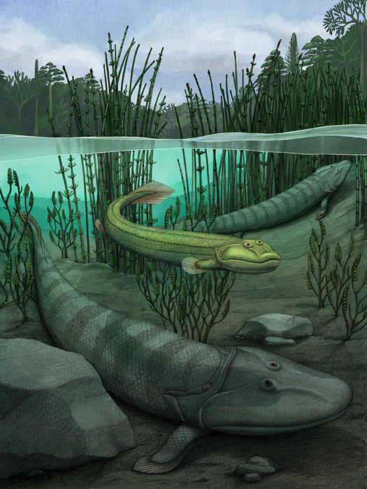 3D Anatomy Studios (@3danatomystudio) on Twitter photo ICYMI: The new fish relative #Qikiqtania debuted this week, and despite being cousin to tetrapods, was thoroughly aquatic. You could say it was a bit of a backslider. nature.com/articles/s4158…
🎨by <a href="/AlexBoersma_Art/">Alex Boersma</a> #FossilFriday #SciNews ICYMI: The new fish relative #Qikiqtania debuted this week, and despite being cousin to tetrapods, was thoroughly aquatic. You could say it was a bit of a backslider. nature.com/articles/s4158…
🎨by <a href="/AlexBoersma_Art/">Alex Boersma</a> #FossilFriday #SciNews