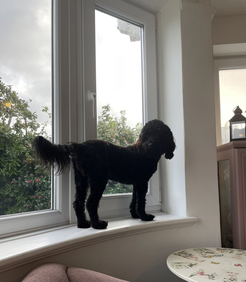 InSybill's tweet photo. There was a fly! I can climb. All is good. I don’t know why mummy is laughing at me again!! #dogsoftwitter #DogsOnTwitter #cavapoo https://t.co/gcF0ey9LbU