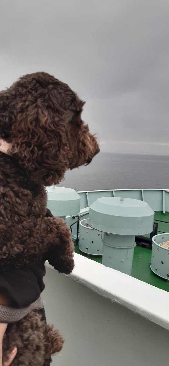 CalMacFerries's tweet photo. Bella's first ferry trip, going to Campbeltown for the weekend. Furry friends are well catered for on board! #petsofcalmac https://t.co/6RyRF5hcQi