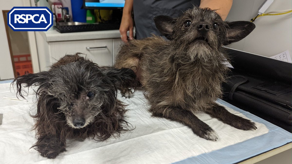 📞🐾 On our busiest day, we received over 5,971 reports to our cruelty hotline, with 842 incidents investigated by dedicated <a href="/RSPCA_Frontline/">RSPCA Frontline</a> rescuers. With cruelty ramping up in summer, we need your help to #CancelOutCruelty. Here's what we got up to: bit.ly/3aWr9CG