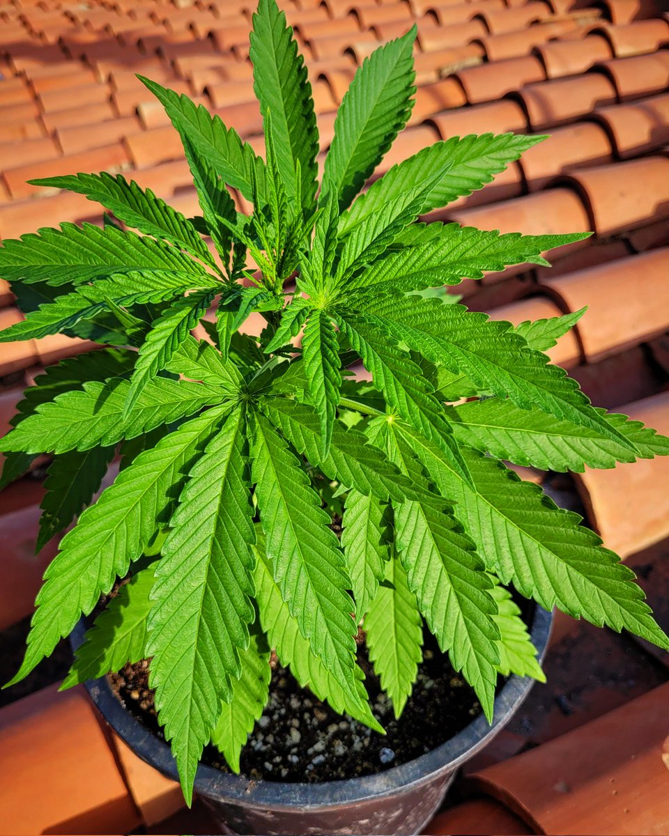 RaulSantos1981's tweet photo. #MataróBlue 🔹️ dando el estirón 🆙️ aguantando el tipo con este calor sobre sustrato #Royalmix de @PlagronAruba
@KannabiaSeeds @IntKannabia
#cannabiscomunity #WeedLovers #cannabisculture #weedsmokers
#Cannabis #Mmemberville #weed https://t.co/KYnV6B4p0q