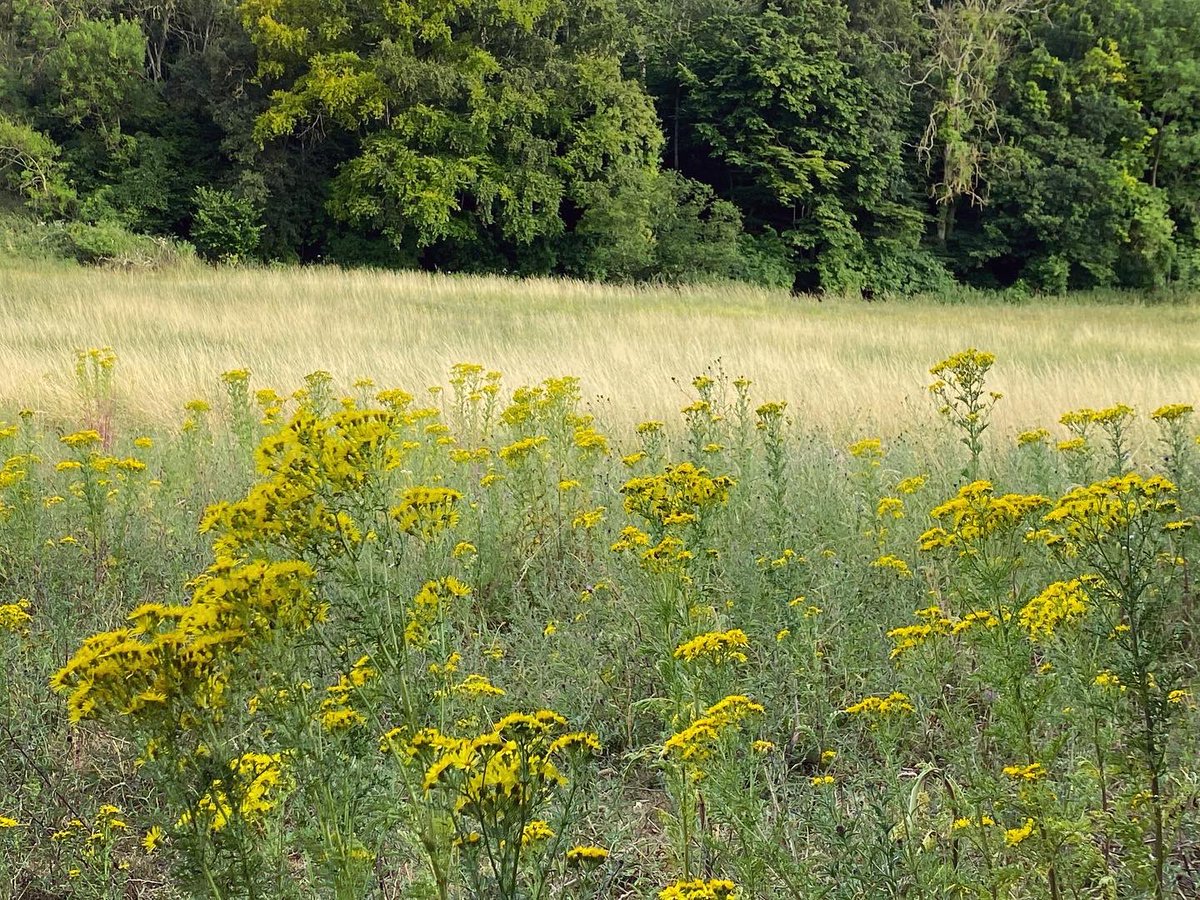 WalkinginKent's tweet photo. The glory of ragwort!
.
Canβt get enough of it.
.
#waltham #petham #kentdowns #sheep #kentcountryside #crundale #crundaledowns #kent #visitkent #discoverkent #walkinguk #julywalk #getoutside #thegoldenhour #goldenhour #ragwort #englishcountryside #kentcountryside #mykent https://t.co/aP39vY1q5L