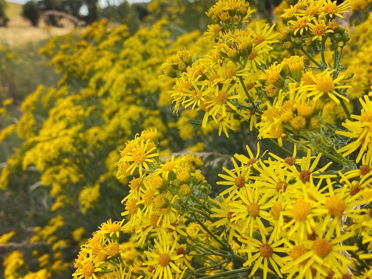WalkinginKent's tweet photo. The glory of ragwort!
.
Canβt get enough of it.
.
#waltham #petham #kentdowns #sheep #kentcountryside #crundale #crundaledowns #kent #visitkent #discoverkent #walkinguk #julywalk #getoutside #thegoldenhour #goldenhour #ragwort #englishcountryside #kentcountryside #mykent https://t.co/aP39vY1q5L