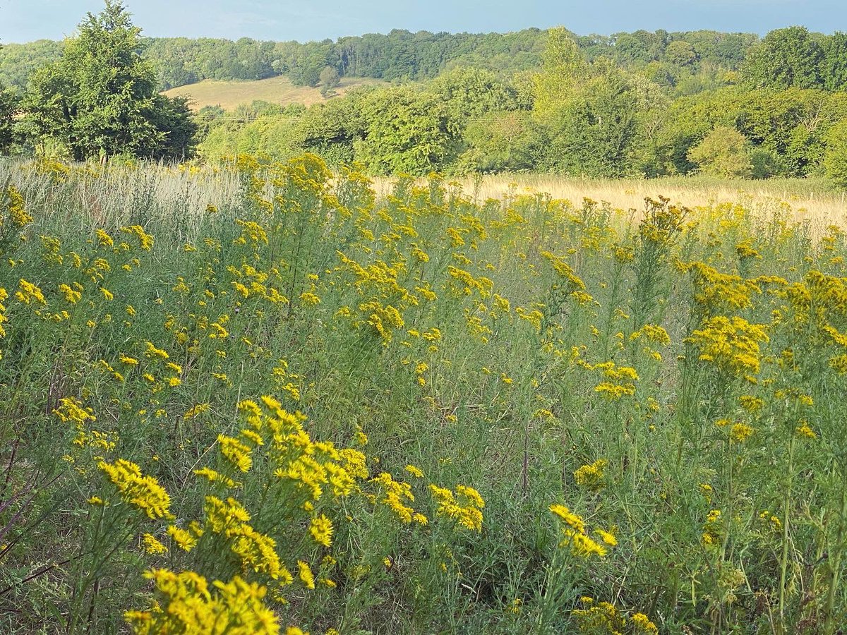 WalkinginKent's tweet photo. The glory of ragwort!
.
Canβt get enough of it.
.
#waltham #petham #kentdowns #sheep #kentcountryside #crundale #crundaledowns #kent #visitkent #discoverkent #walkinguk #julywalk #getoutside #thegoldenhour #goldenhour #ragwort #englishcountryside #kentcountryside #mykent https://t.co/aP39vY1q5L