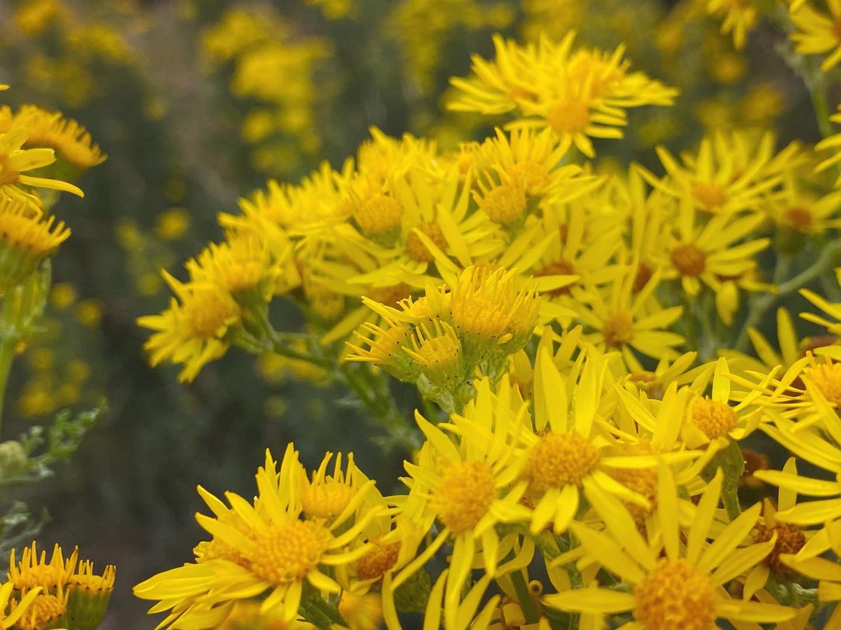 WalkinginKent's tweet photo. The glory of ragwort!
.
Canβt get enough of it.
.
#waltham #petham #kentdowns #sheep #kentcountryside #crundale #crundaledowns #kent #visitkent #discoverkent #walkinguk #julywalk #getoutside #thegoldenhour #goldenhour #ragwort #englishcountryside #kentcountryside #mykent https://t.co/aP39vY1q5L