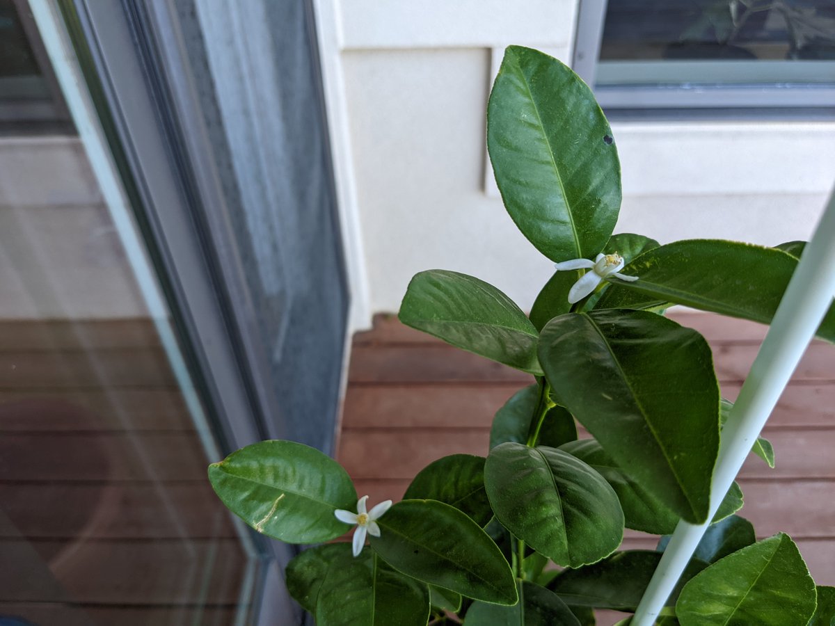 Chiu-Ki Chan 陳釗琪 tweet media