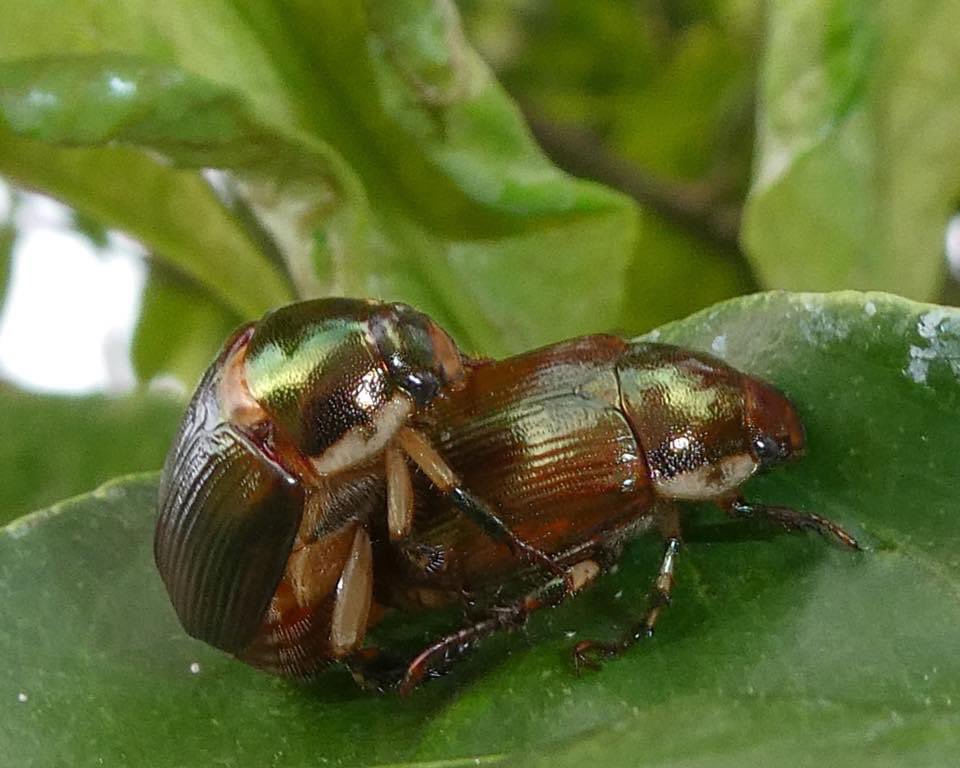 Imagemaker1961's tweet photo. It’s full on summer
Temps are excellent, night and day
Insects are taking part in the #hashtag of #fornicationFriday
#Whosyourdaddy #questionmark
#junebeetle
#insectporn https://t.co/IK9u4zbsvm