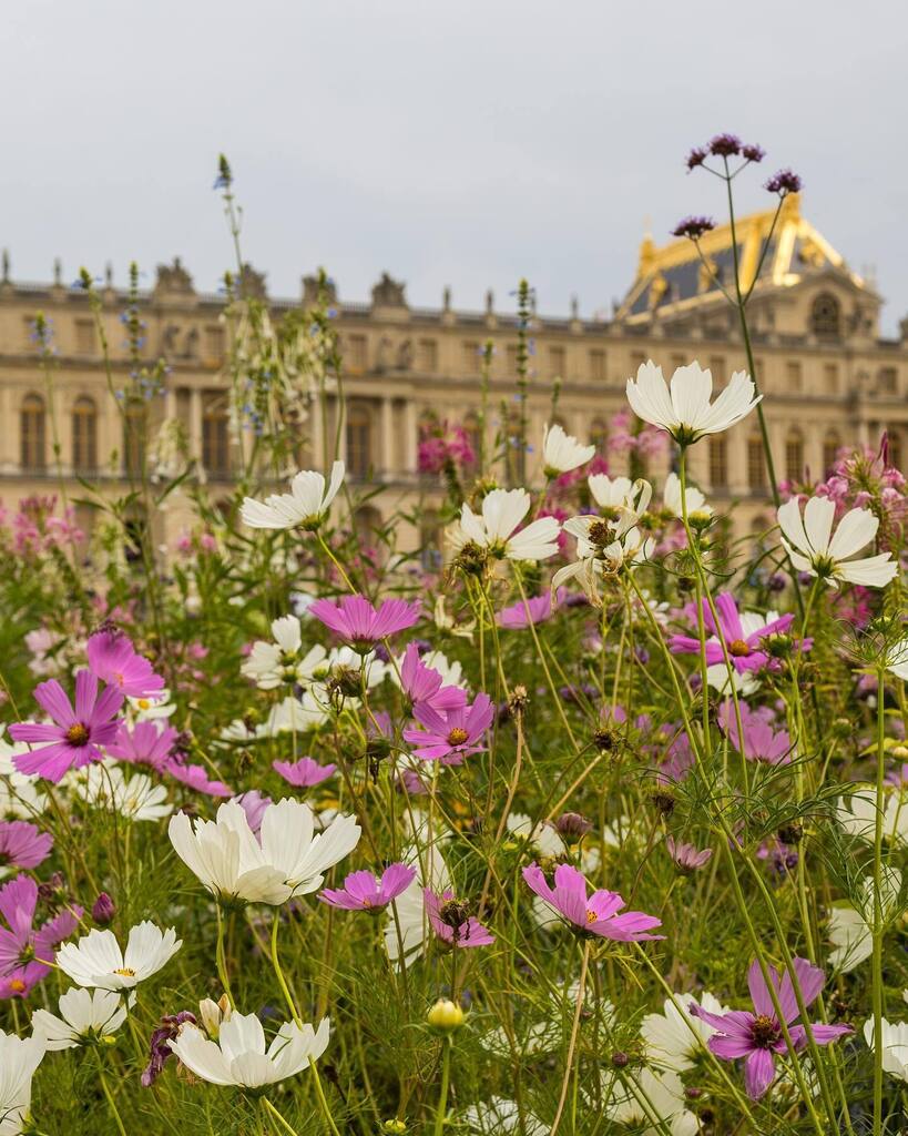 Flowers in the gardens of the Chateau of Versailles flower 🌸🌺🌹🖤 —————————————————————⁣ #france #paris #chateaudeversailles #versaillespalace #palaceofversailles #louisxiv #marieantoinette #igersversailles #versaillesgardens #chateau #… instagr.am/p/CgUz3VQDUvs/