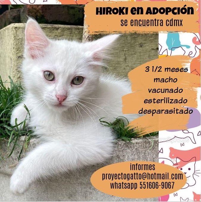 Todos son muy guapos... a cuál te gustaría darle una oportunidad y llenar con el tu vida de amor??? Anímate #adoptanocompres #gatos #cats #porunasegundaoportunidad #catlovers #adoptaungato #gatitos #cdmx #cat #instacat