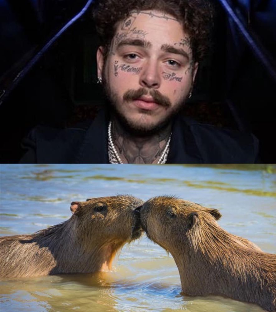 post malones moustache look like 2 capybara kissing