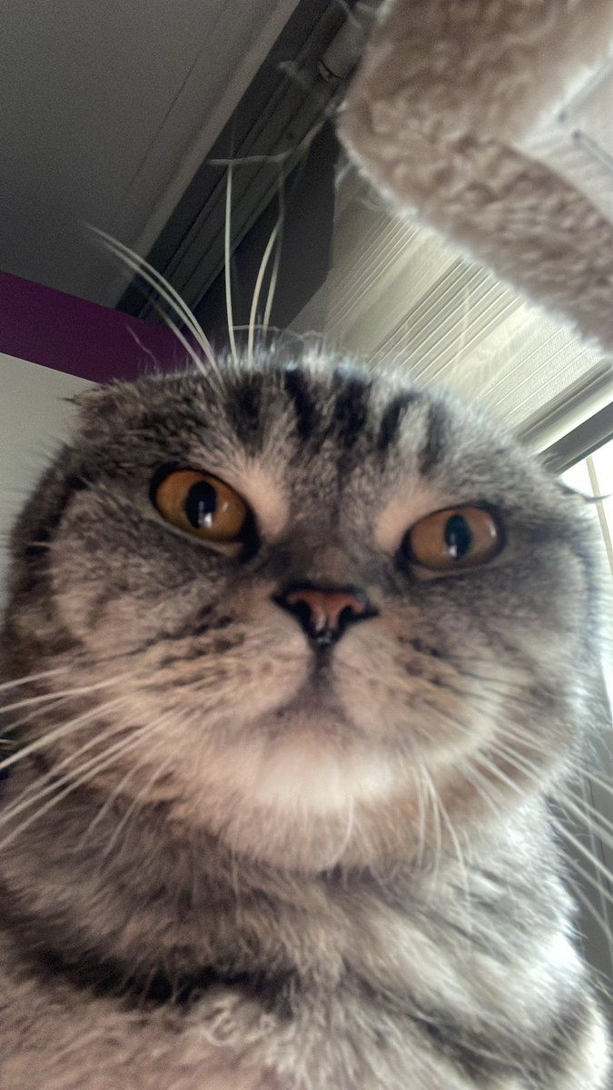 Tremdyol yaş mamiklere bakıodumm