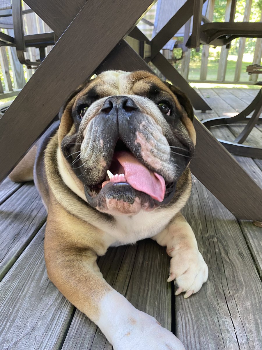 BruceTheBulldo3's tweet photo. 🤩🤩 https://t.co/pc9gekXESs
