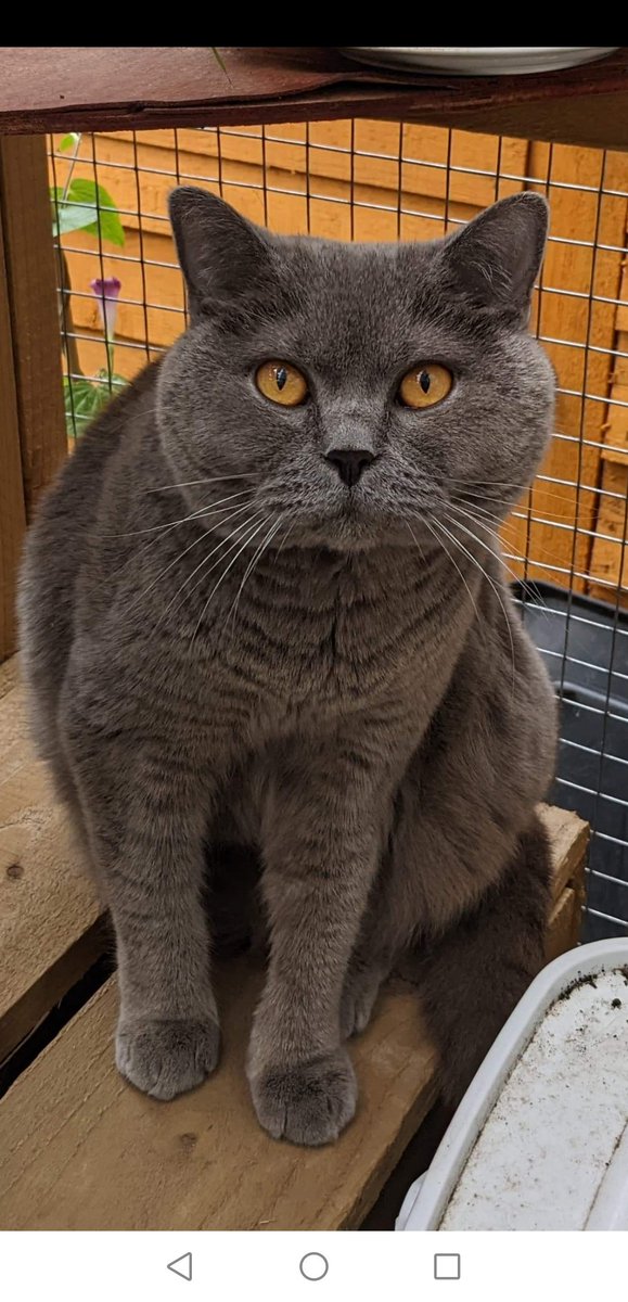 CharlieBSHCat's tweet photo. Hello 👋 https://t.co/CppxhwlGnH