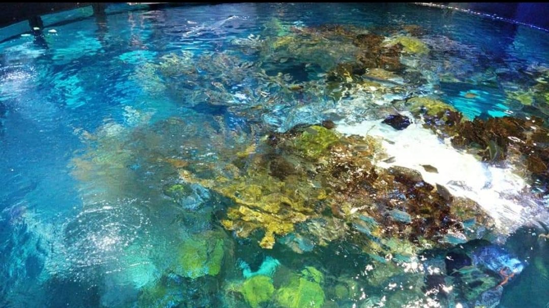 madman05705's tweet photo. @SamuelAdamsBeer @CashApp enjoying some aquarium time  #samsummerfridays
$madman05705 https://t.co/wNOqfkmWPs