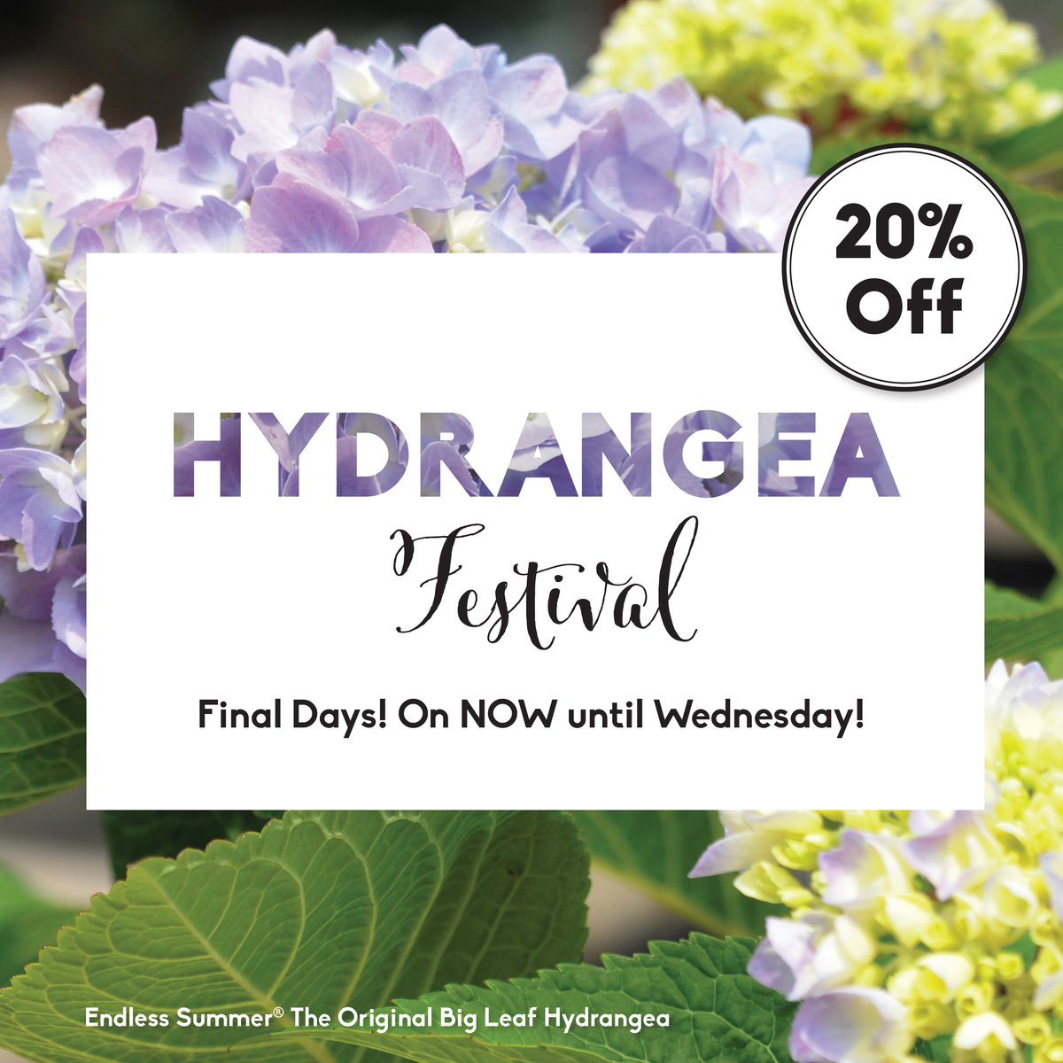 Hydrangea Festival:  With so many beautiful varieties of hydrangea, why choose just one!  Save 20% off during our Hydrangea Festival until Wednesday.