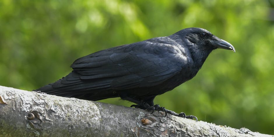 BioOneNews's tweet photo. What's trending in BioOne Complete? Read this article by authors from @cornellvet and @BingUBio, published by @aavonline: "Survival and Release of 5 American Crows (Corvus brachyrhynchos) Naturally Infected With #WestNileVirus": https://t.co/T3IrHFfrcQ

#BirdTwitter #VetSci https://t.co/CgFcq6LzSp