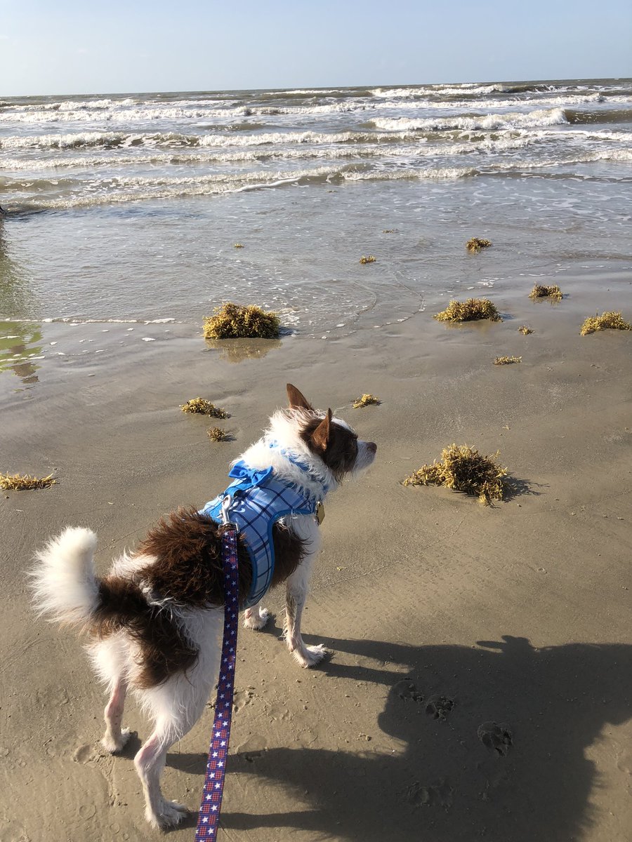 Rice2ndgrade tweet media