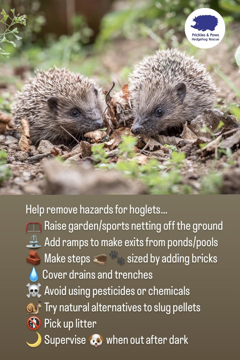 Hoglets are naturally very inquisitive and often get themselves into trouble BUT there are lots of hoglet hazards that you can help to remove… 

#hoglet #hedgehog #wildlife #wildlifegarden #hedgehoghero