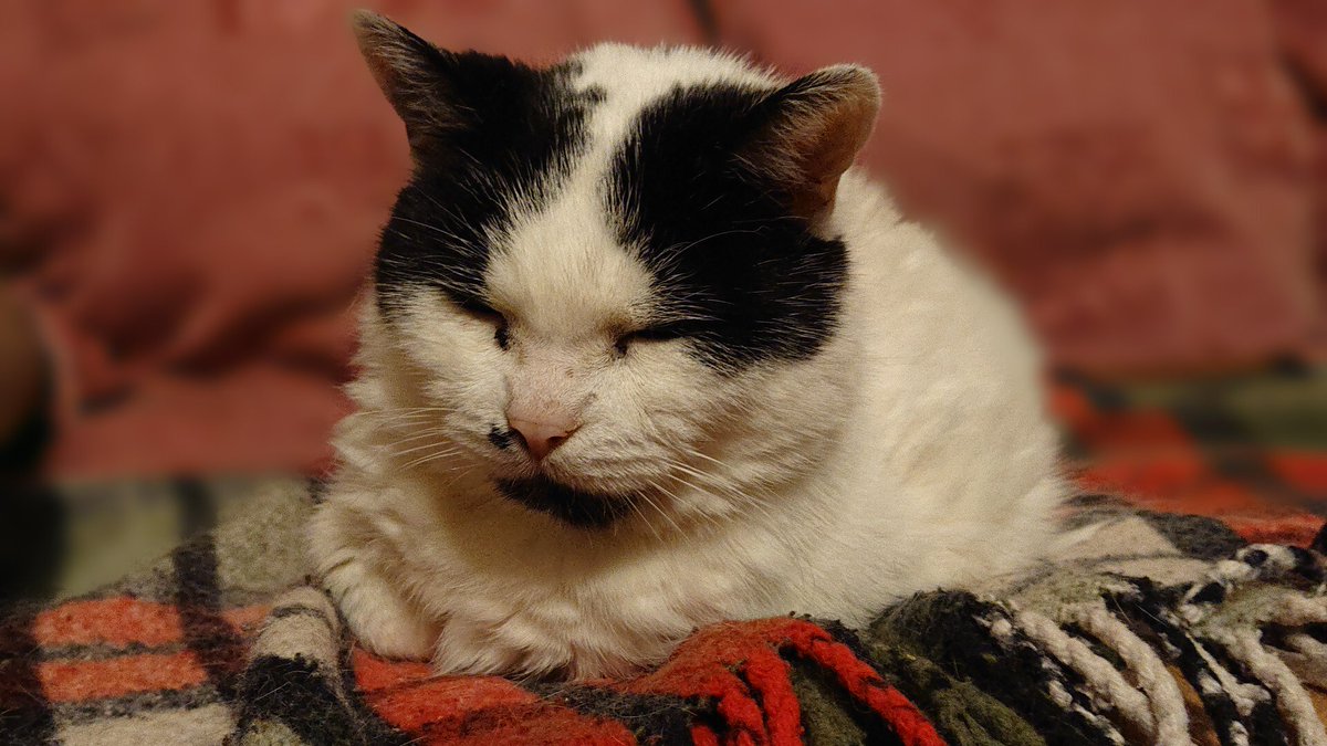 thetokenwogle's tweet photo. My cats Whisker and Smudge have been gone for a year now, but I hope @ashmillman and @DavidJackson_85 will enjoy these photos of them #CatsofAccess https://t.co/Xh6jWuimR7