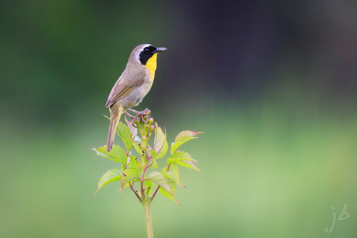 Common Yellowthroat  #TwitterNatureCommunity #birding #BirdsSeenIn2022 #birds #birdphotography #BirdTwitter #BIRDER #wildlifephotography #ThePhotoHour #ThingsOutside #commonyellowthroat