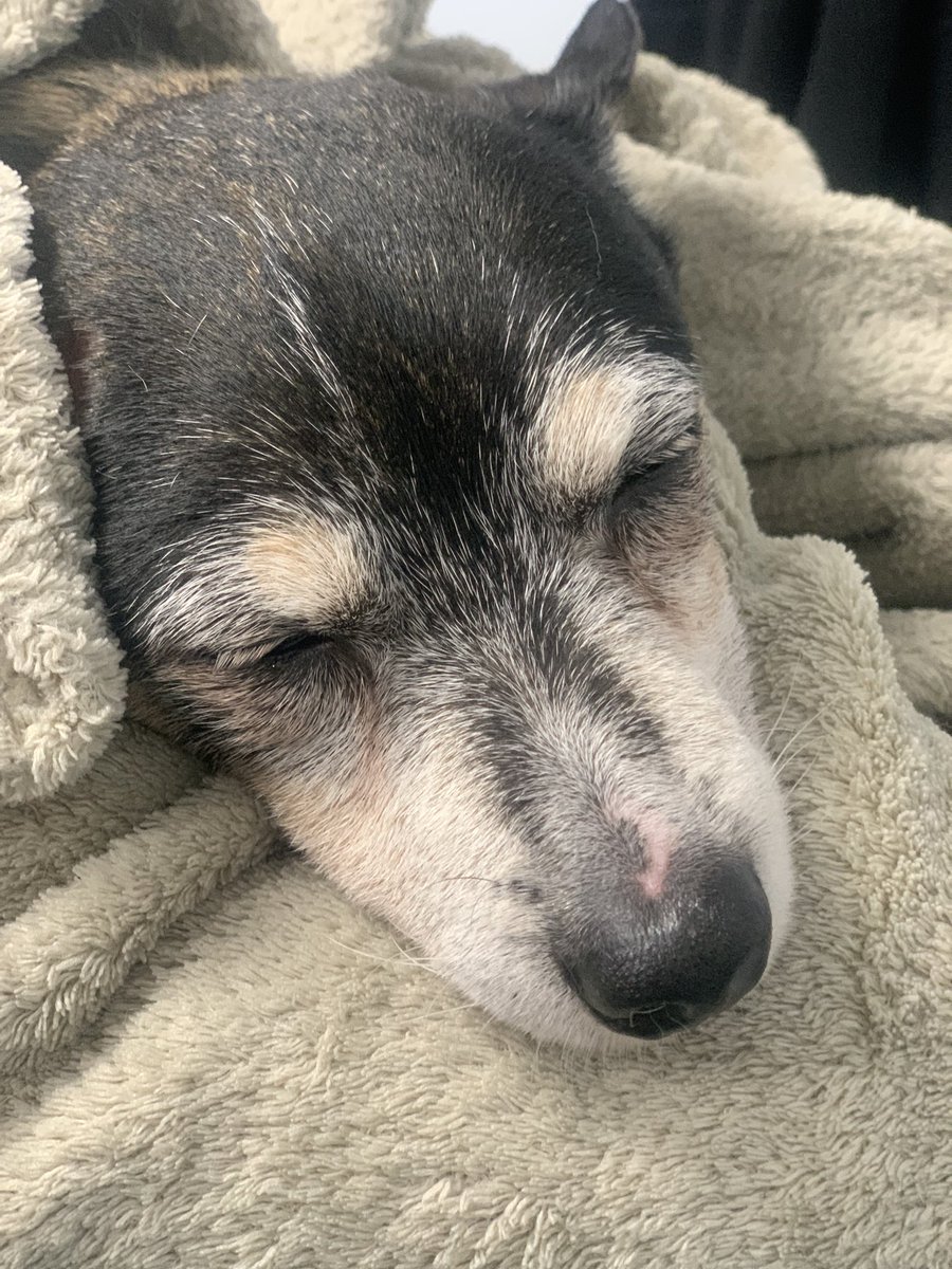 Dogs On The Streets tweet media