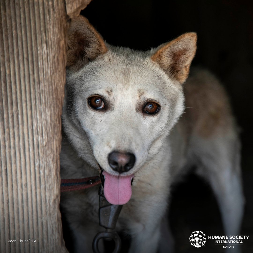 humaneworldita's tweet photo. ‼️ Oggi è #JungBok, il 2° giorno più caldo dell'estate secondo il calendario lunare e il 2° giorno delle crudeli celebrazioni del #BokNal in Corea del Sud in cui si consuma carne di cane. Aiutaci a fermare questa crudeltà 👉 https://t.co/TIqKJTZOa9
#HSI #salviAmotuttiglianimali https://t.co/BNXrsnq8i5