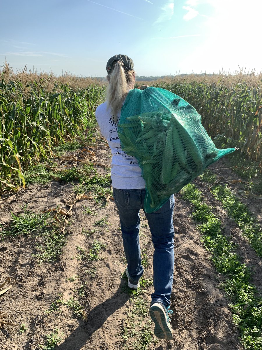 BlueKC's tweet photo. Blue KC is proud to partner with @afterharvestkc on their Amaizing Sweet Corn Glean-a-thon! As sponsors and volunteers, we’re excited to help #EndHungerKC by gleaning sweet corn to donate to Kansas City-area food pantries. Now, let’s hit that goal for 50,000 ears of corn! 🌽 https://t.co/VKGrW81L6k