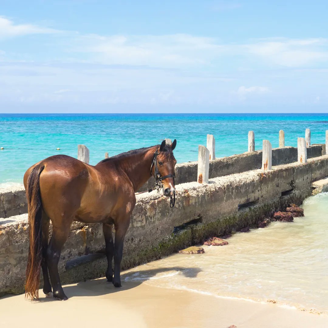 We Drifters tweet media