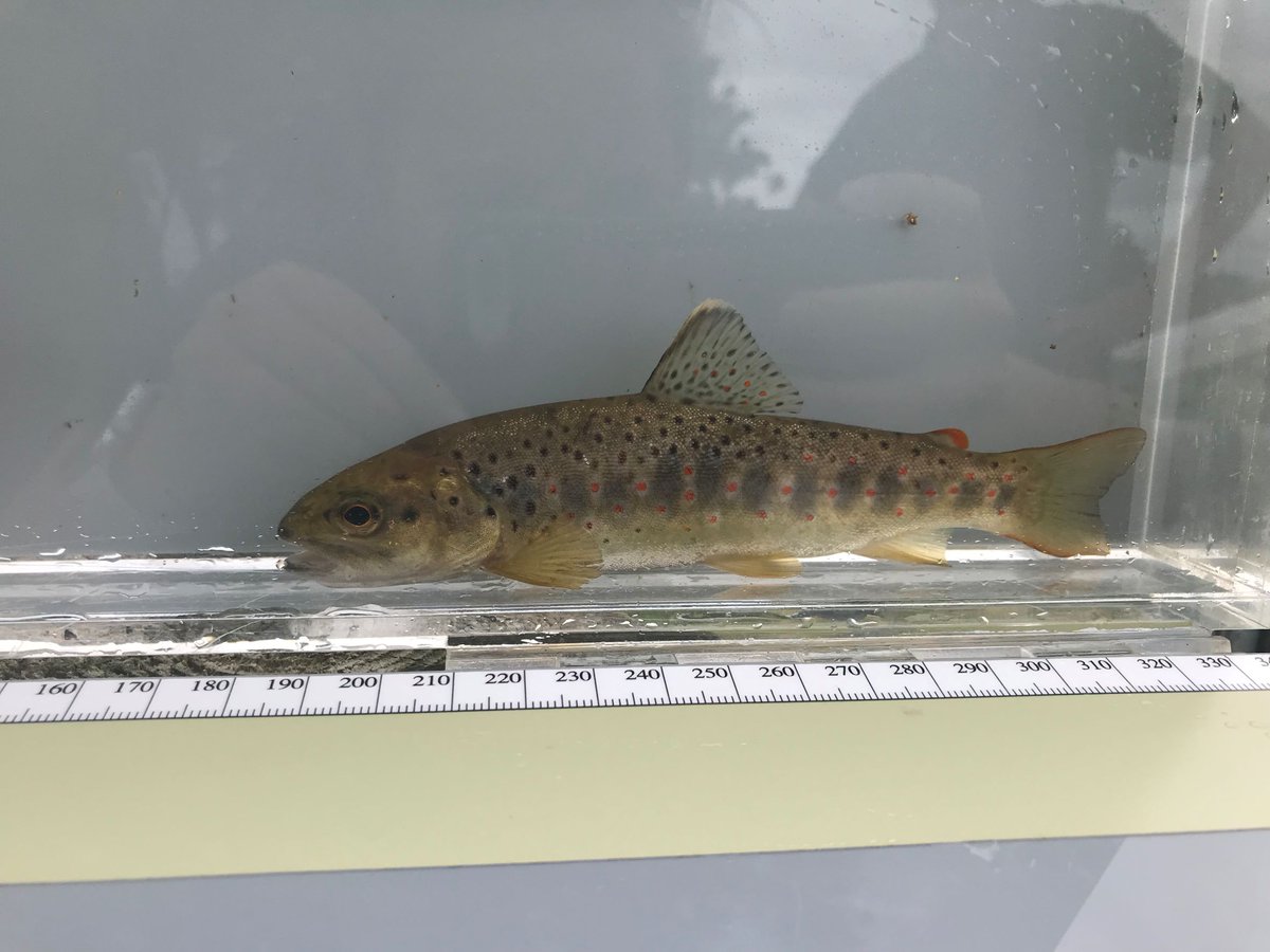 Great to hear about some @envagency #Monitoring Field Team colleagues in #shropshire involved in a fish rescue last week. Salmon &amp; trout amongst fish saved from a dry river (yes, that's supposed to be a river!). Awesome work #TeamEA